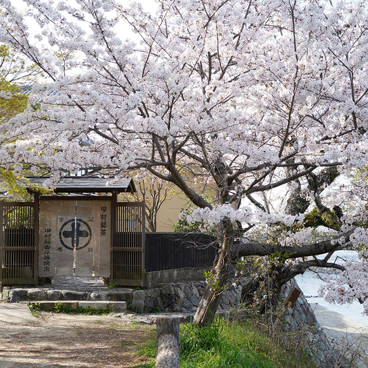 私の好きな桜のスポット