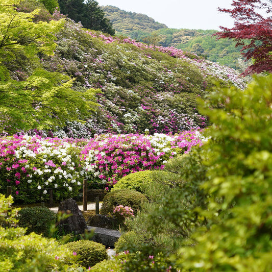 宇治三室戸寺のツツジ園