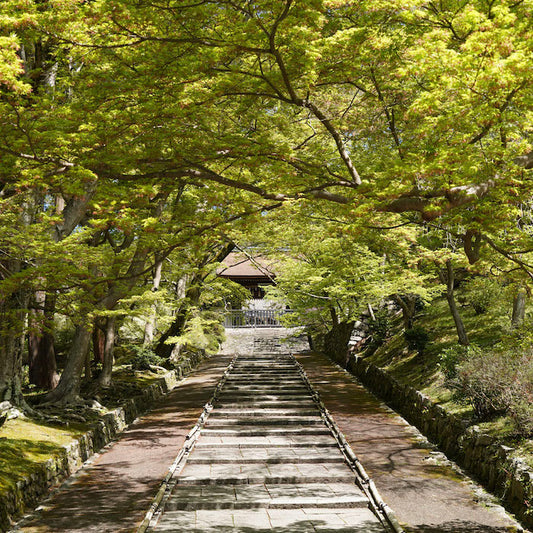 毘沙門堂 御衣黄桜を探して