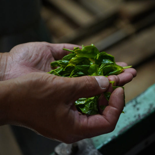 手積みした新茶の茶葉の製茶工程