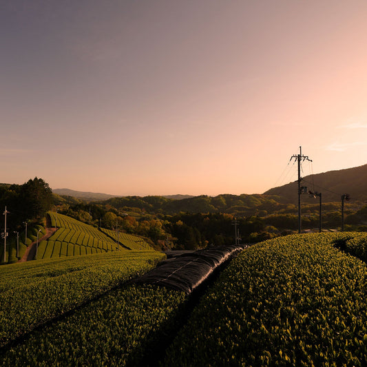 晩夏のひととき。名残の夏を、お茶とともに